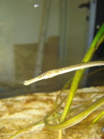 DSC00774-kopi.JPG