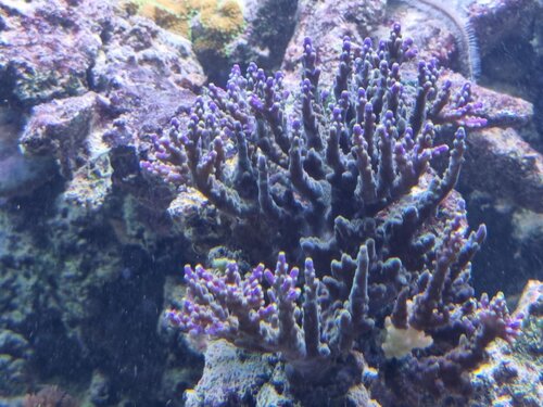 acropora.jpg