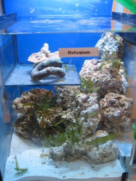 mit refugium