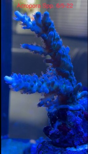 Acropora ssp buy