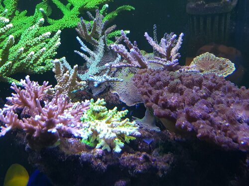 Koraller3.jpg