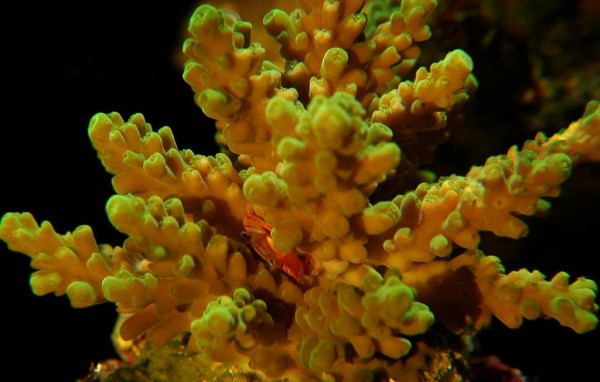 Tetralia cavimana 1cm