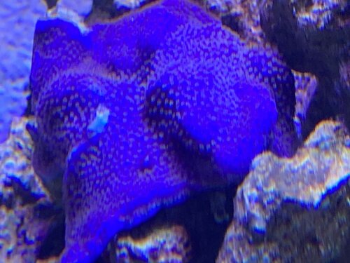 Purple montipora/ Capricornis