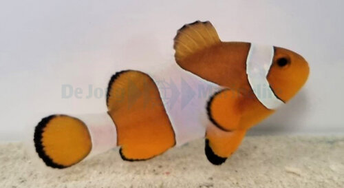 amphiprion_ocellaris_wm.jpeg