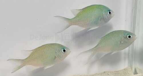 chromis_viridis_2_wm.jpeg