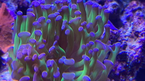 D4B44545-99D2-4236-A70A-DD29FAA3D889.jpeg