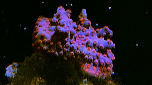 9E2093FA-D63C-4289-B703-4E5493F7E860.jpeg