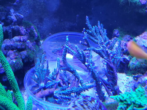 Frags i bøtter på bunden i display. Der er solgt nogle stykker, men der er mange tilbage.