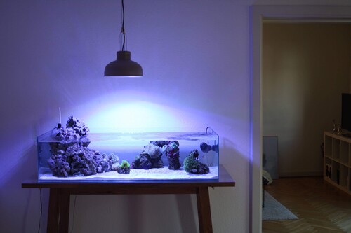 Denne tank er faktisk her fra forum. Meget elegant setup men med et spandfilter. Herfra stjæler jeg ideen med lampen og det fritstående look