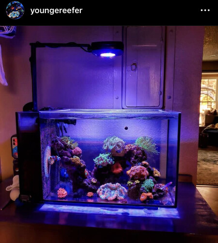 Og en til fra insta. Han er lykkes med at skabe et rigtig flot reef uden anden cirkulation end hans retur. Og øvrigt heller ingen skummer.