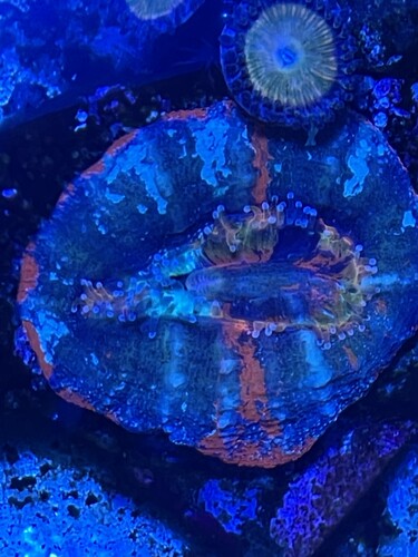 Coral 02