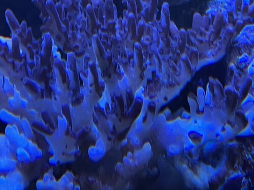 Dinox killed my coral colonies