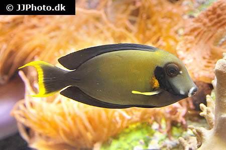 Acanthurus pyroferus 1.jpg