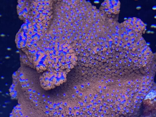 2D3E8369-BBF4-4ACD-AA74-5D0B28189413.jpeg