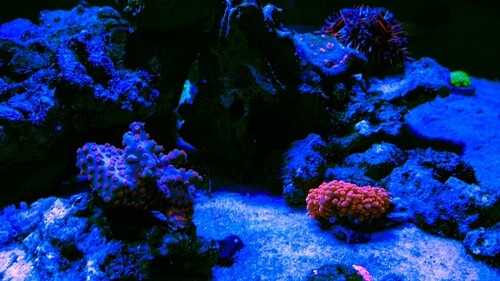 F1CA2CC4-04FB-40AF-AAB3-E40B16085B63.jpeg
