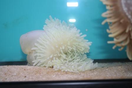fed anemone i hvid.JPG