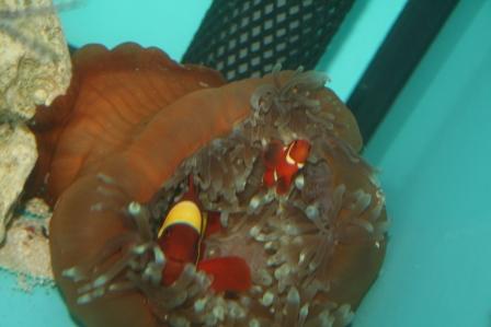 klovne par i original anemone 2.JPG