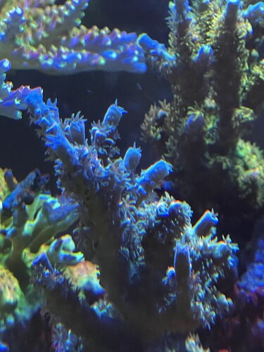 Acropora Homewrecker