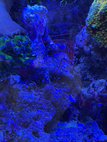 Peppermint shrimp loves it