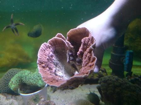 super fed rød plade montipora.JPG