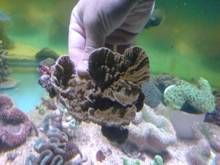 brun plade montipora.JPG