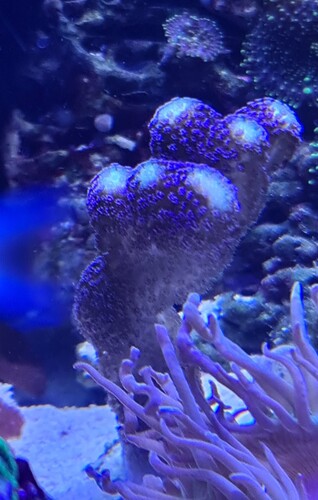 Stylophora