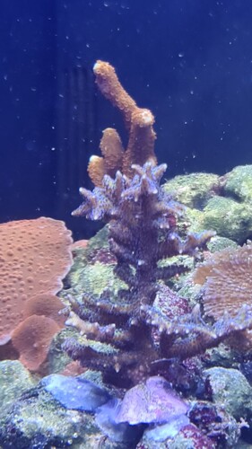 Seriatopora hystrix forest og Montipora bagved