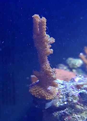 Acropora Aussie som den ser ud i dag