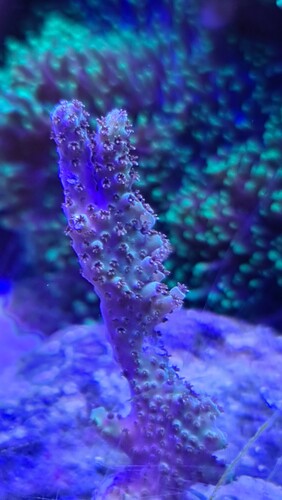 Acropora Aussie lige kort efter den kom I akvariet