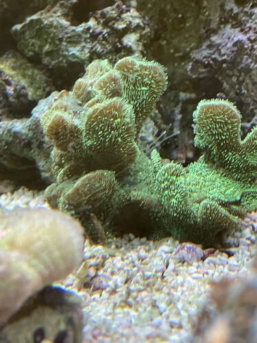 Happy coral