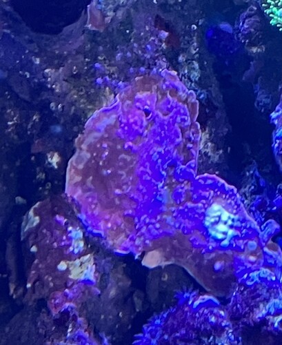IMG_0612.jpeg