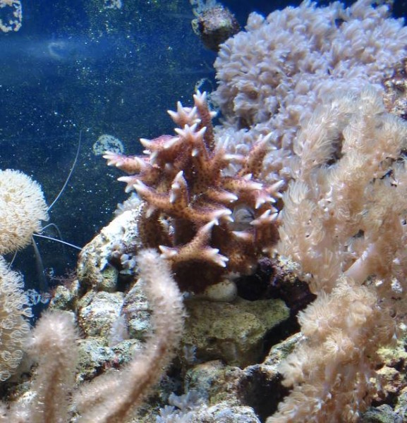 S. hystrix før STN/RTN.