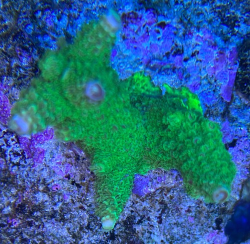 Acropora Florida