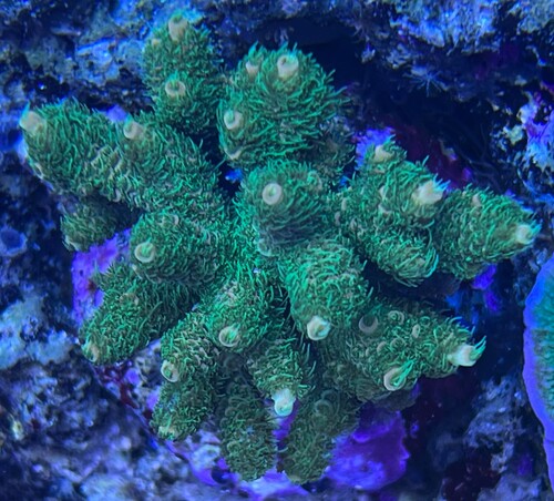 Acropora millepora