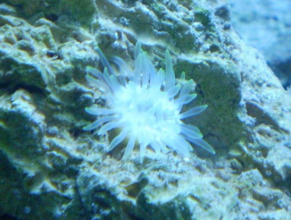 anemone med gule spidser