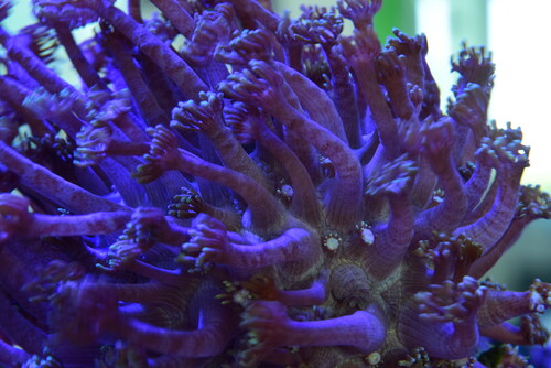 Gonipora1.JPG