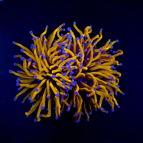 Koral euphyllia_glabrescens_gold_torch_grade_a.jpeg