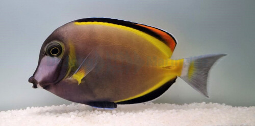 acanthurus_japonicus_wm.jpg