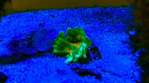 IMG_2462.jpeg