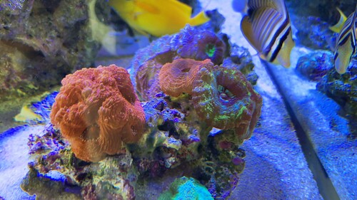 IMG_2929.jpeg
