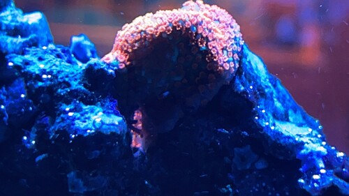 IMG_3145.jpeg