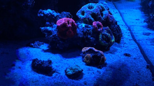 IMG_3315.jpeg