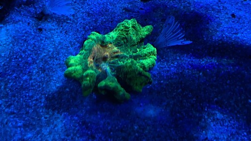IMG_3333.jpeg