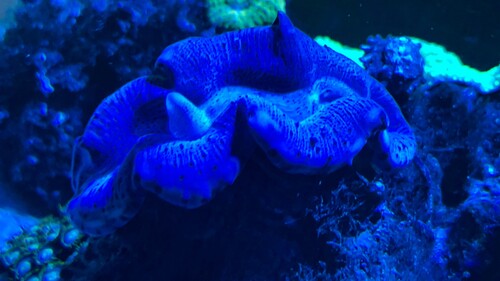 IMG_3335.jpeg