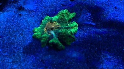 IMG_3334.jpeg
