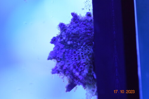 18.10.23DSC_0315.JPG