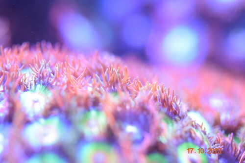 18.10.23DSC_0316.JPG