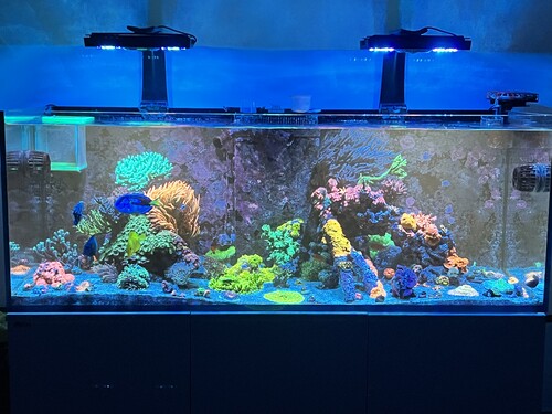 Reefer 525xl