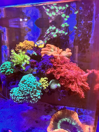 30 liters pico