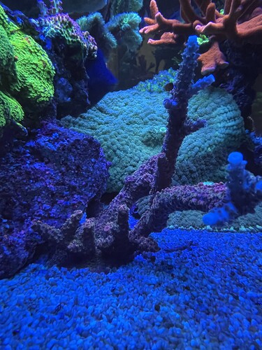 Acropora spp pink